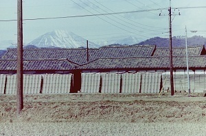 1977年1月瓦干し0.jpg