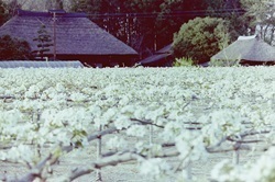 1977年4月24日梨の花（針ヶ谷町） (1).jpg