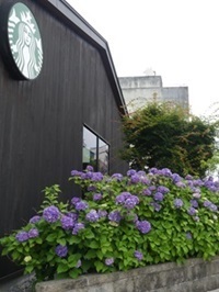 スターバックスとアジサイ.jpg