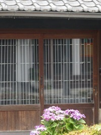 元歌麿館前のアジサイ.jpg