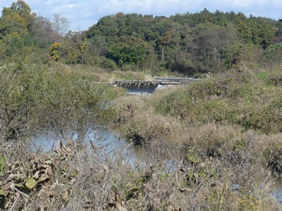大正橋より姿川上流方向を望む.jpg