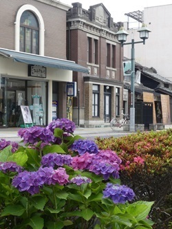 大通りのアジサイ.jpg