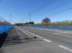街道の両側に梨の果樹園.jpg