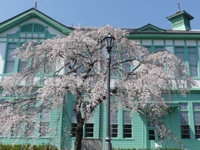 元県庁堀沿いの桜.jpg