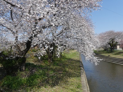 小平橋の桜.jpg