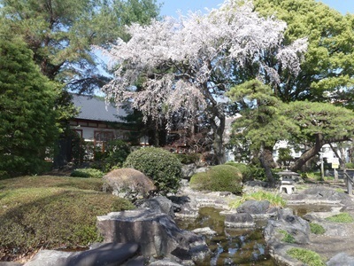 栃髙構内の桜.jpg