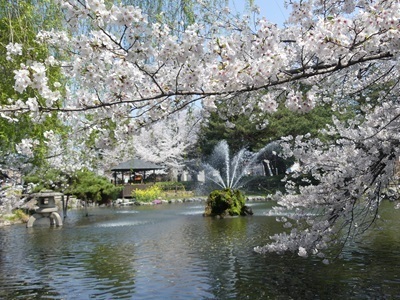 第二公園の桜.jpg